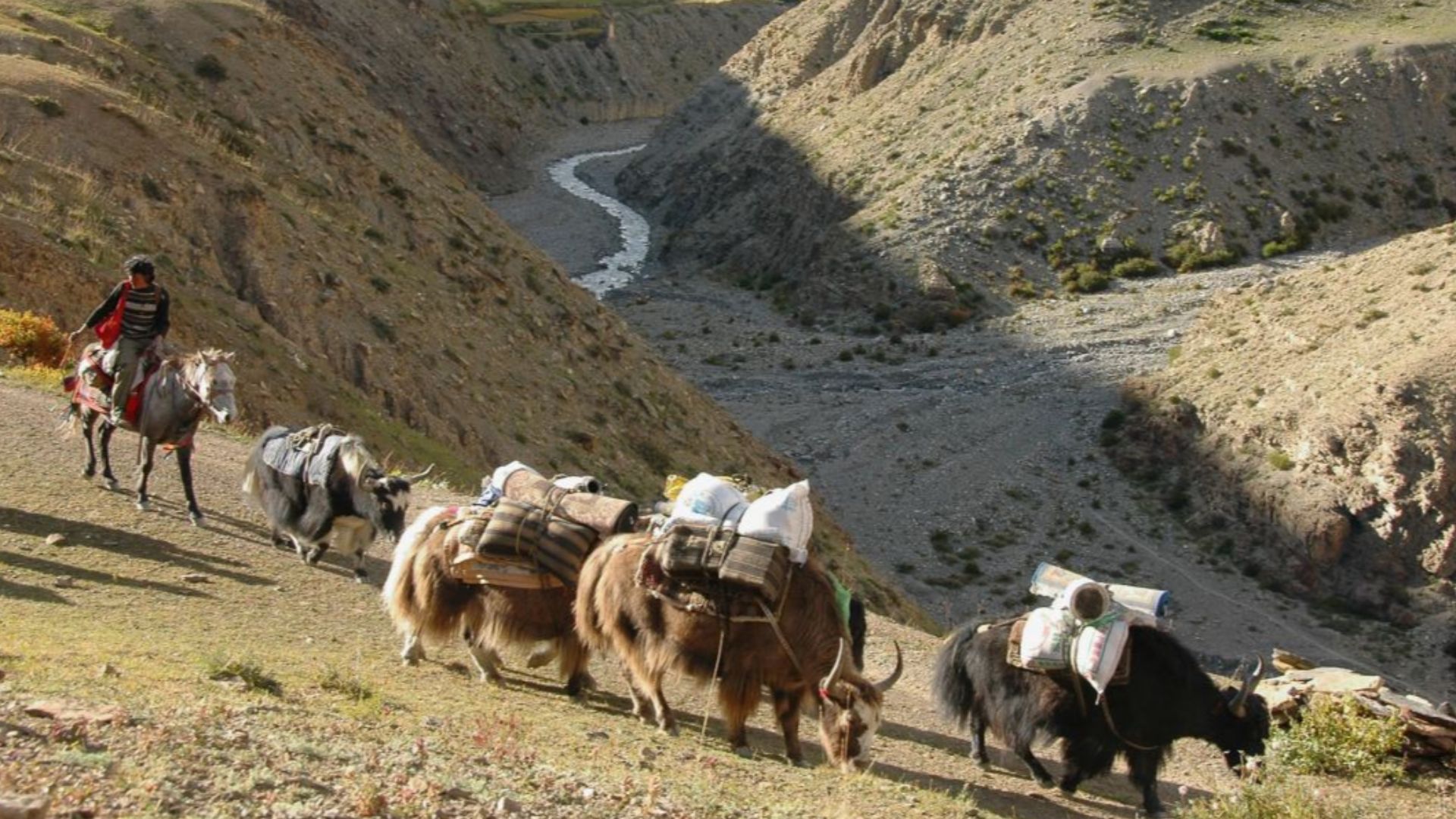 Yak caravan near Saldang in Upper Dolpo