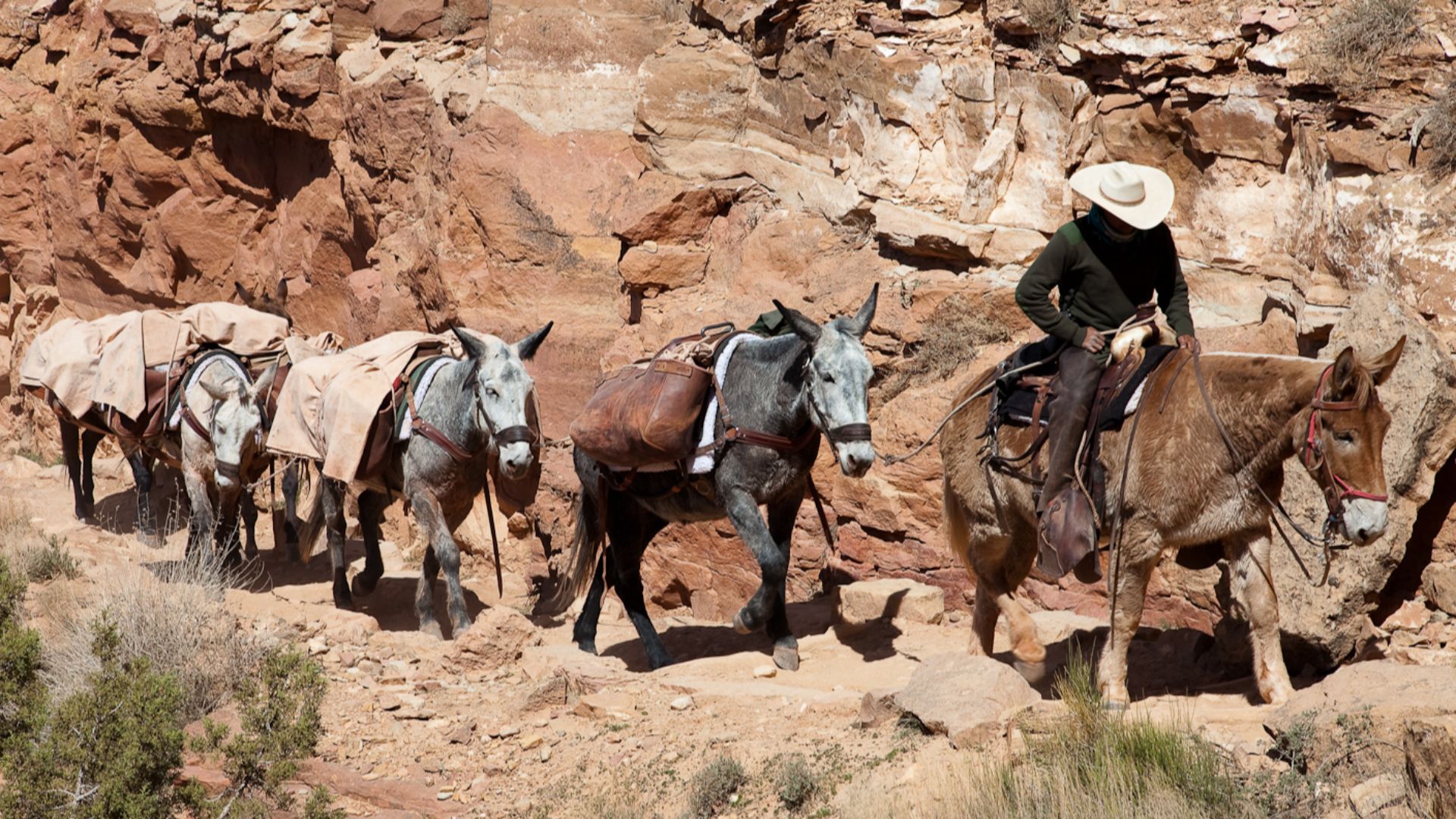 Grand Canyon region, Kaibab National Forest, on day 2 of an outbound tourist camping excursion mule train along the (south bank and) 'South Kaibab Forest' trail. The view captures the trailing pack animals following along behind the tourist's mules.