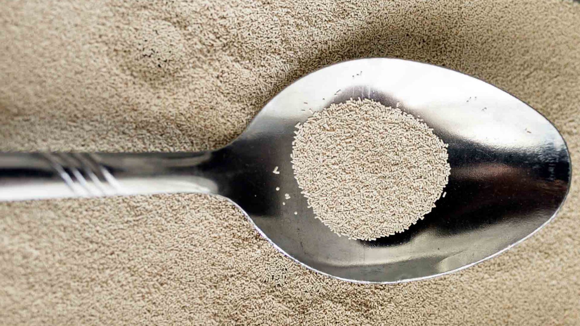 Metal spoon with active dry yeast.