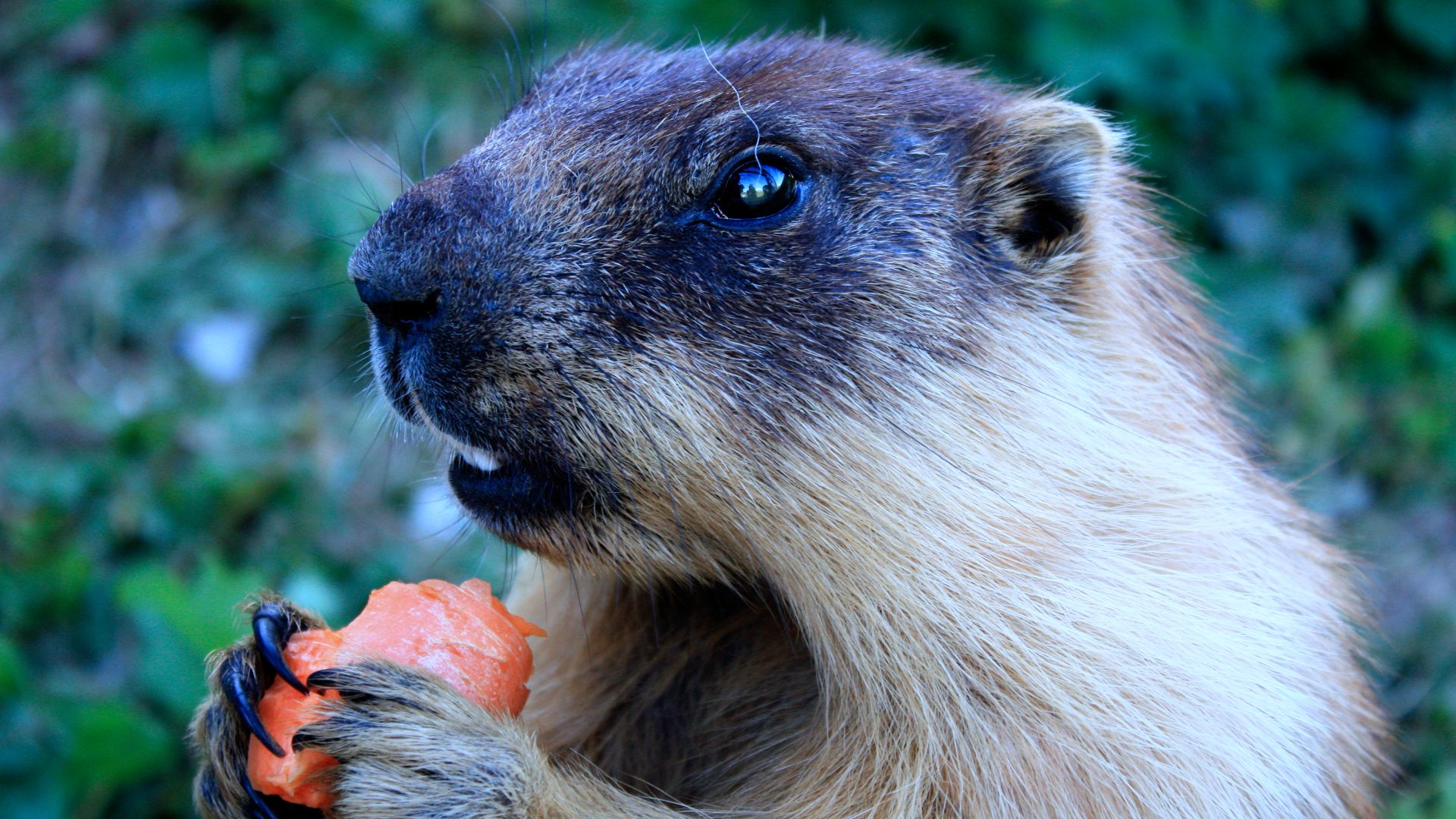 Marmota sibirica - (Russia, Mongolia) - Rochers-de-Naye, Switzerland, 2009