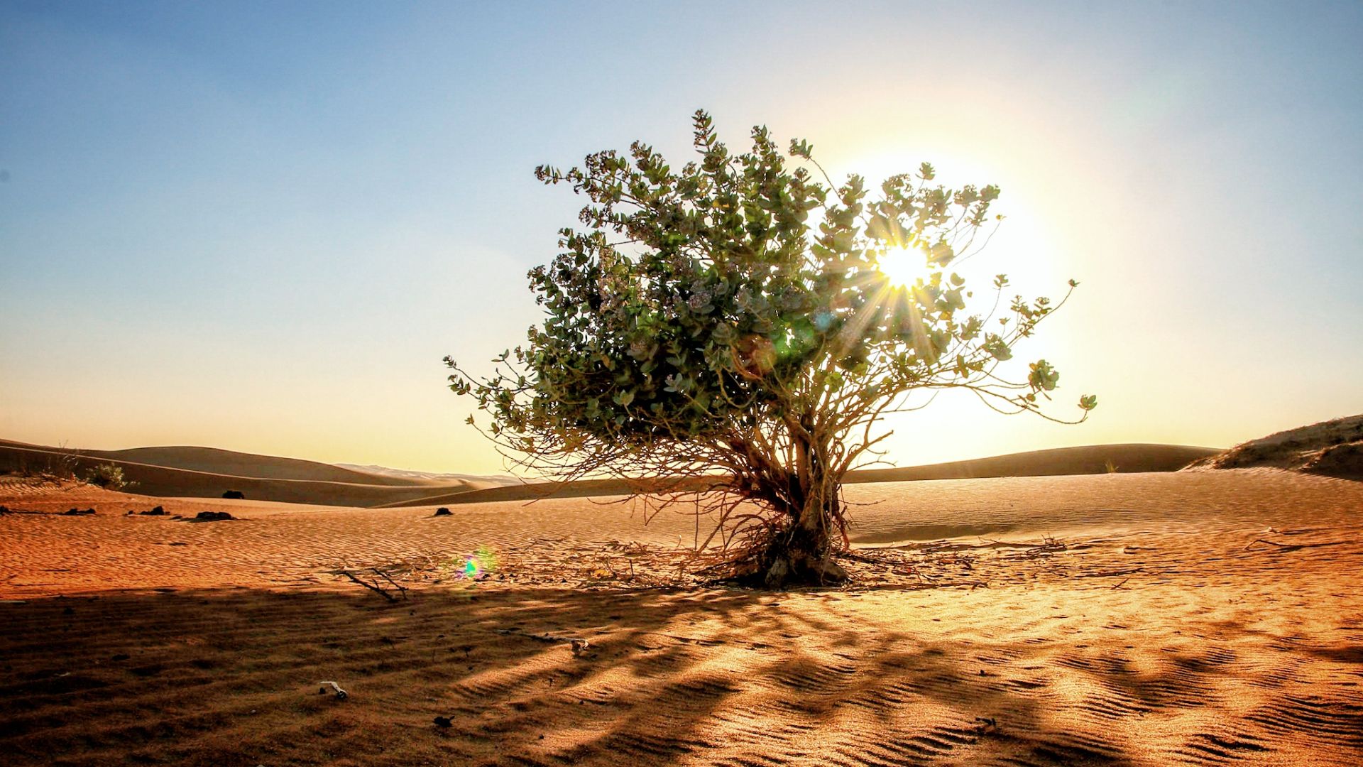 Lone trees can be found all across the barren landscape of the UAE