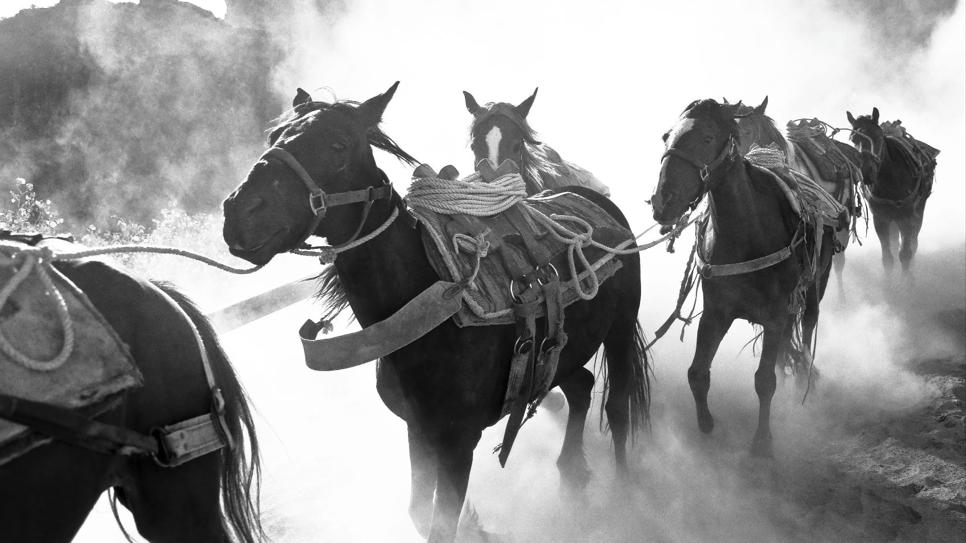Group of horses walking through a dusty road in Supai, AZ. Captured in black and white.