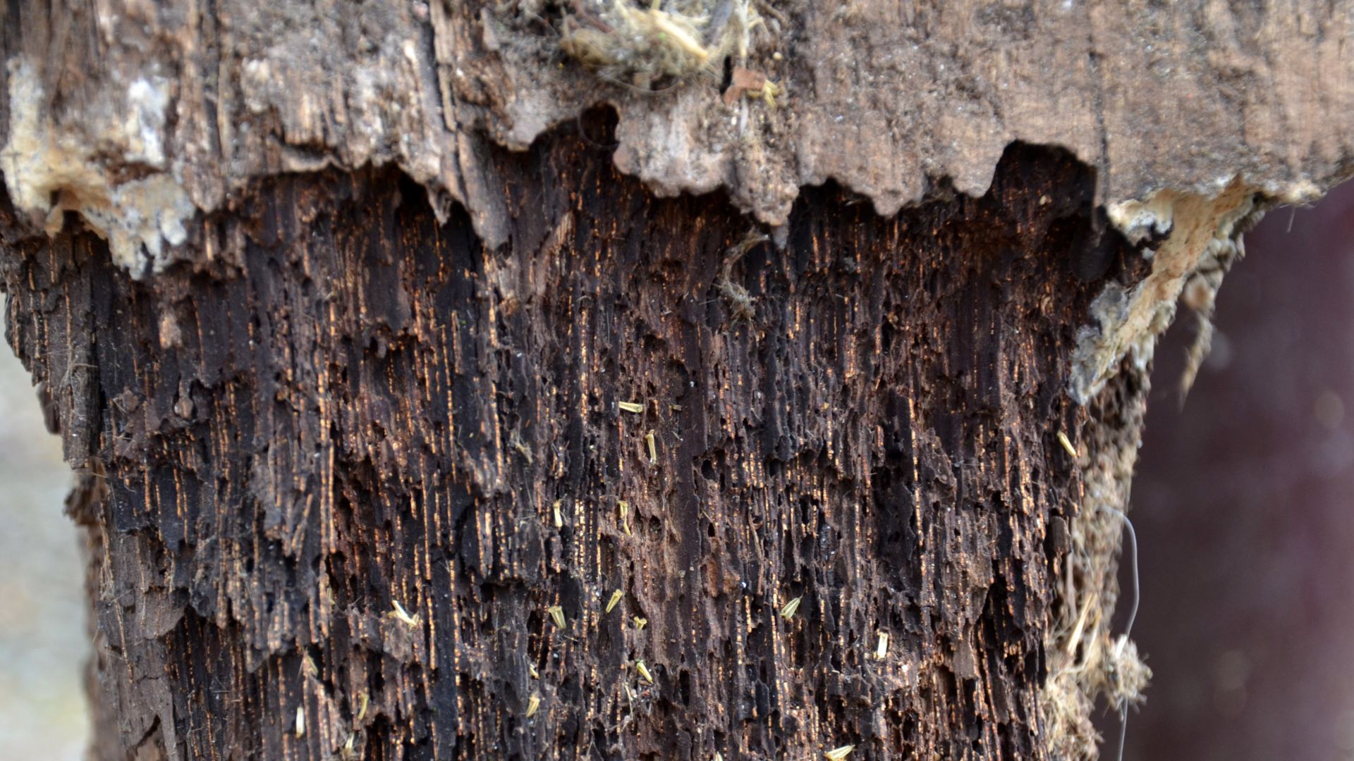 Wood preservation Treatment of wood (here mainly copper) have a limited effectiveness. This wooden stake eventually degrade in the soil after a few years of pesticide leaching by rain, and perhaps because of the adaptation process (natural selection) of b