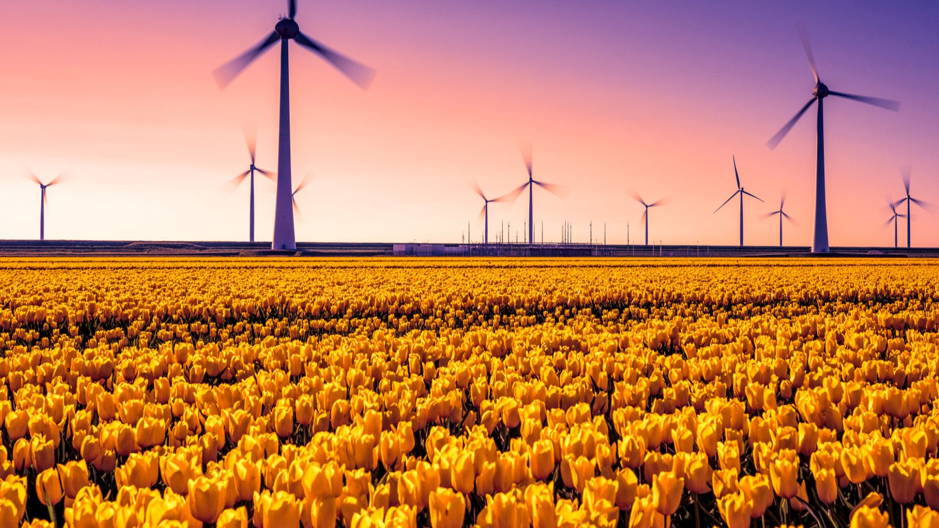 500px provided description: Late tulip fields of the Netherlands... [#yellow ,#field ,#flowers ,#sunset ,#windmill ,#tulips ,#dutch ,#turbine ,#the netherlands ,#Holland]
