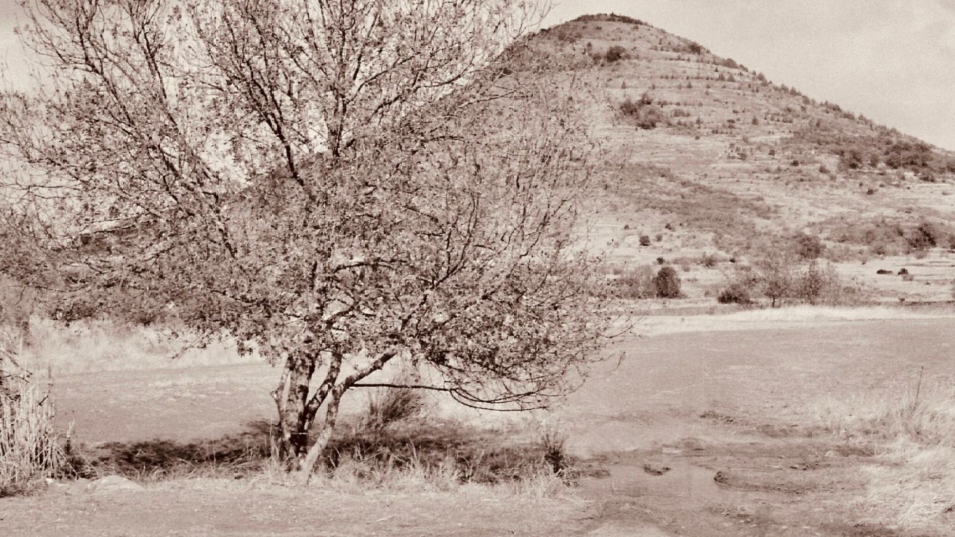 Vintage sepia photo of a solitary tree in a barren desert landscape with hills.
