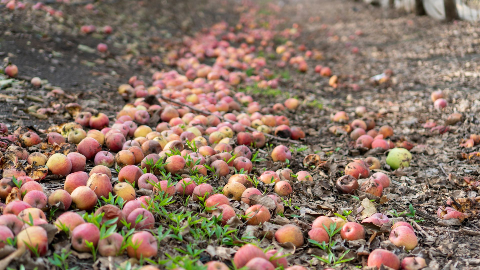 red and yellow round fruits on ground during daytime