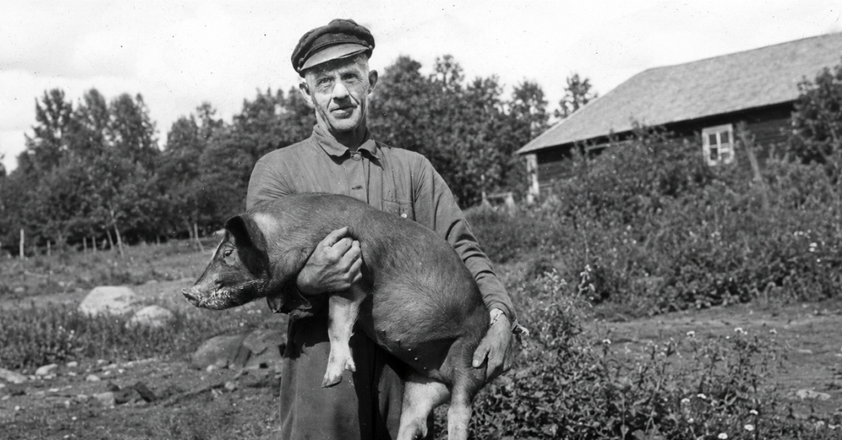 Pig keeper Simon Pettersson, Romanäs sanatorium 1942