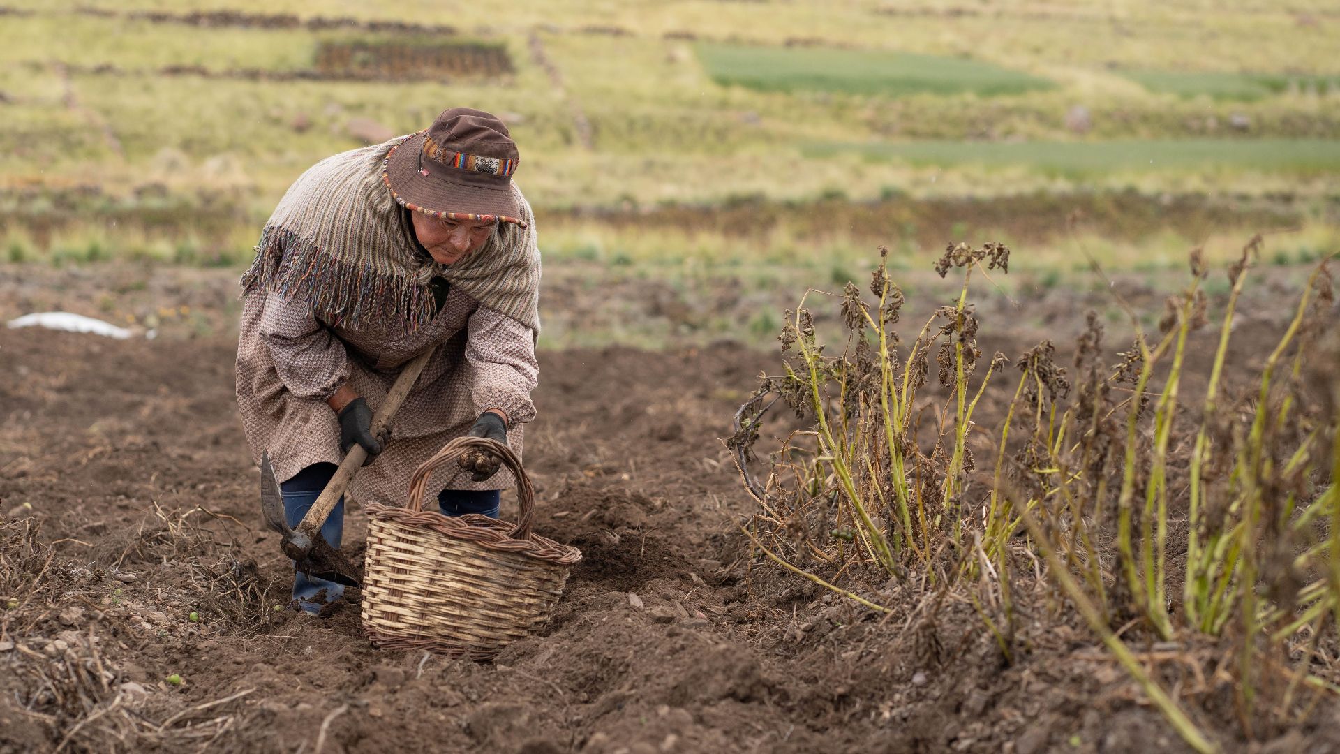 A woman harvests potatoes in Bolivian fields wearing traditional attire.