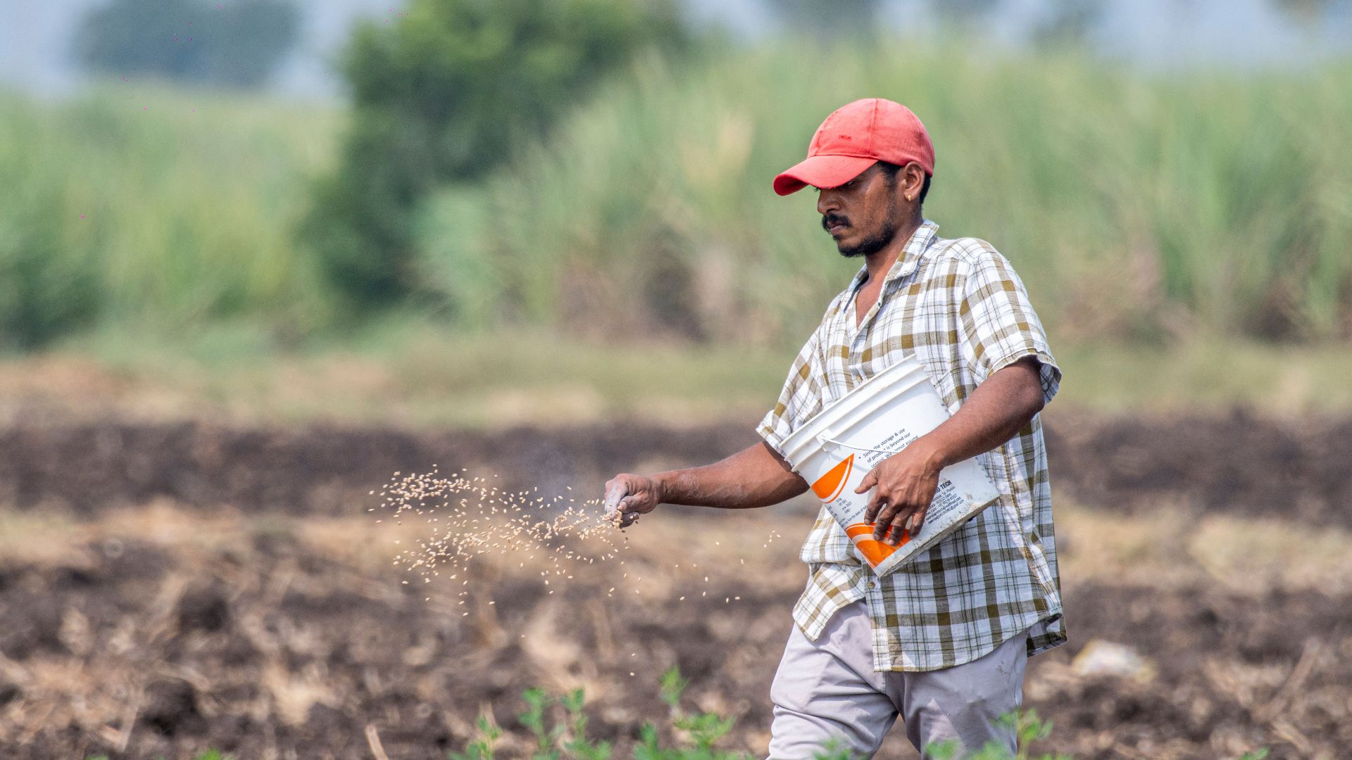 A farmer in Pune, India, sowing seeds in a sunlit agricultural field.
