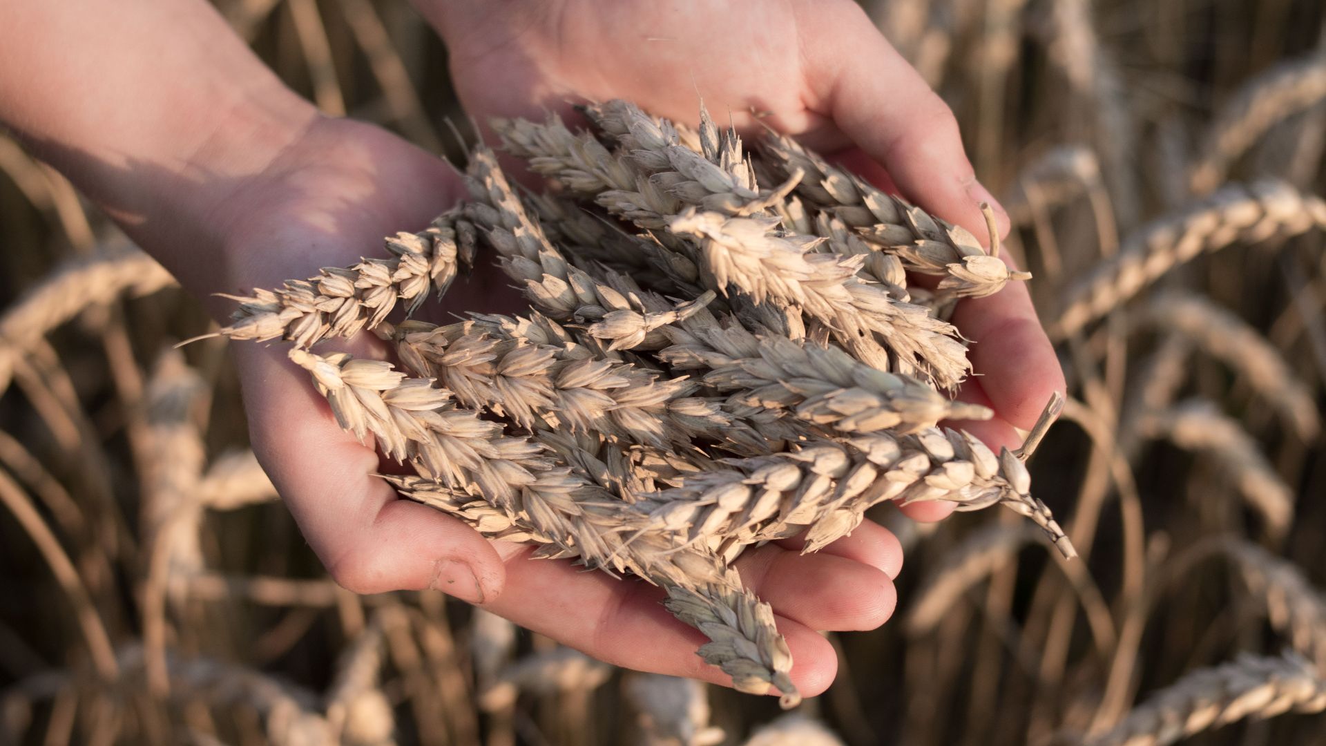 Close-up of hands holding wheat ears in a sunlit field, depicting harvest and agriculture.