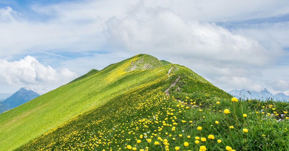 yellow petaled flowers on green hilltop during daytime