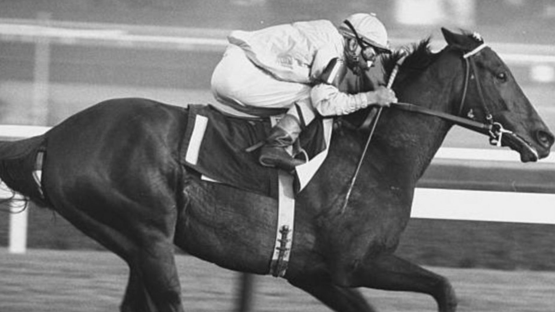 Horse Majestic Prince Racing