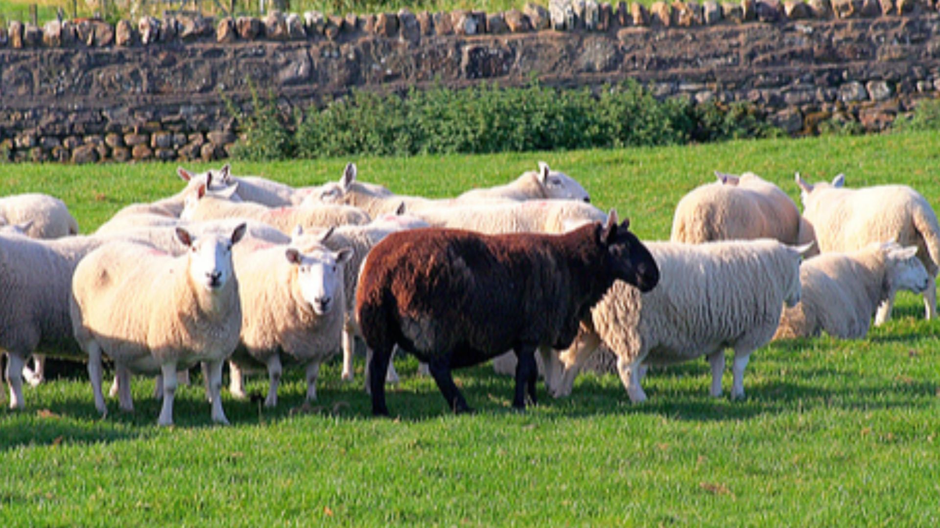 A flock of sheep in a field at Pitgrudy, just to the north of Dornoch.