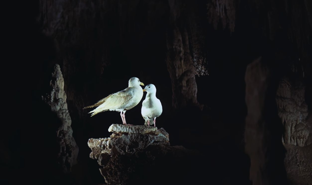 Screenshot from Jonathan Livingston Seagull (1973)