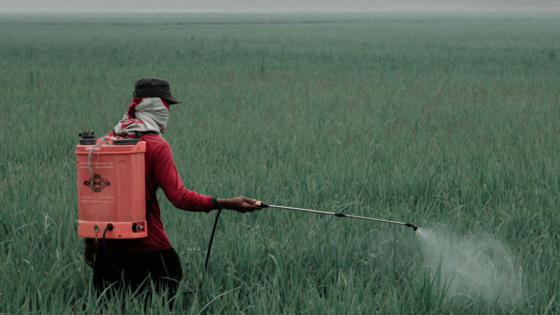 person in red shirt and black pants holding red box on green grass field during daytime