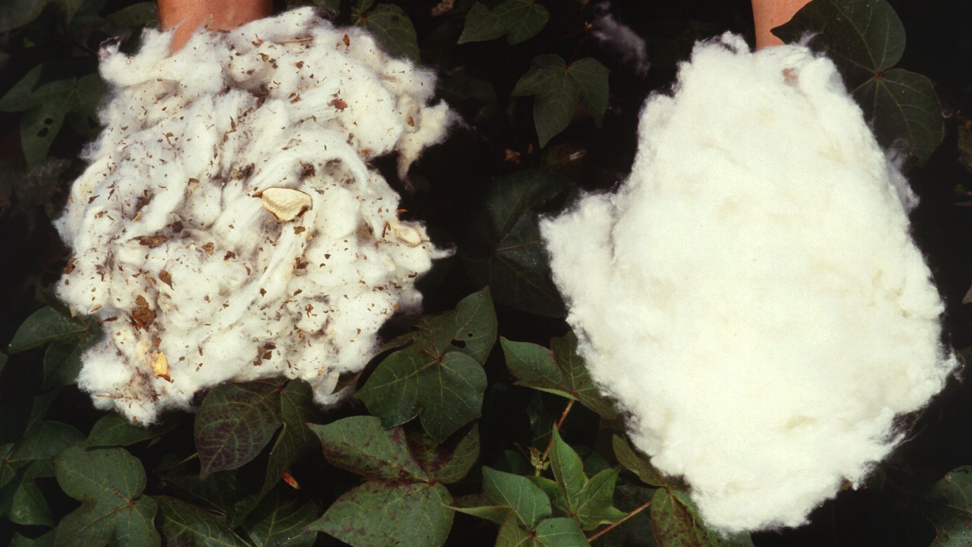 Cotton on the right has been ginned and is ready for conversion into yarn at a textile mill. Photo by USDA ARS.