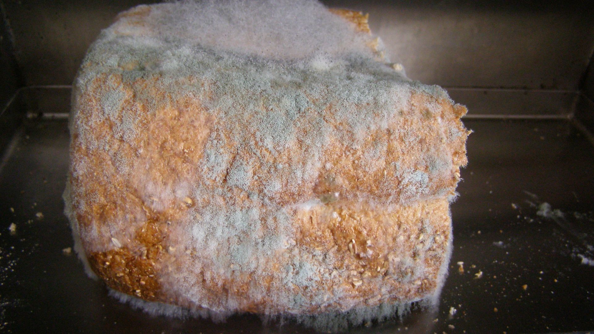 Go away for three days and come back to find this in my bread bin.