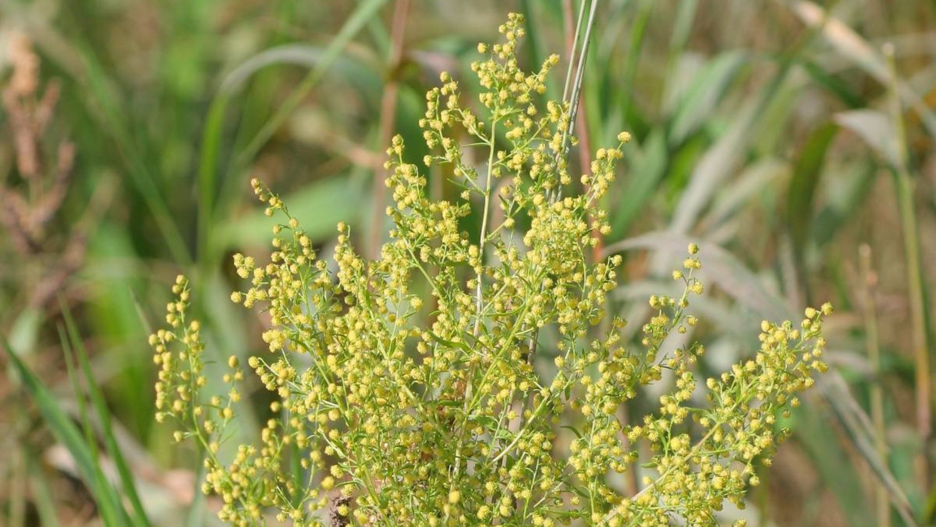 Einjähriger Beifuß (Artemisia annua)