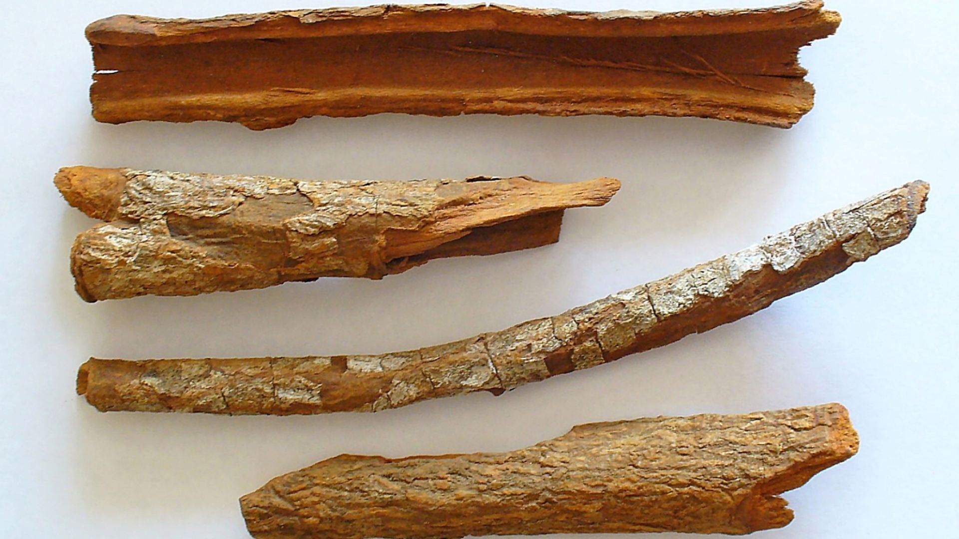 Écorce de quinquina.