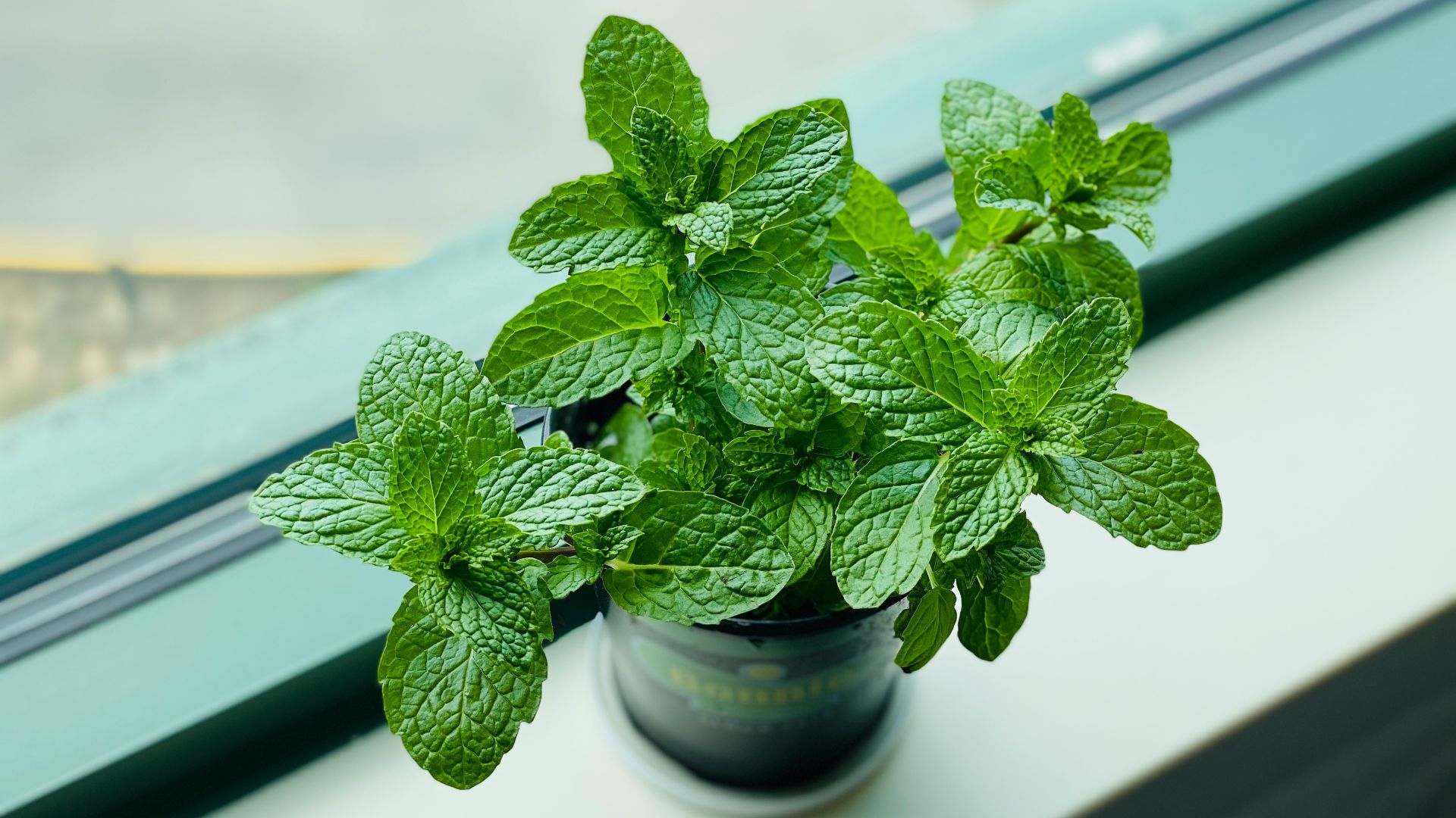 green plant in black pot