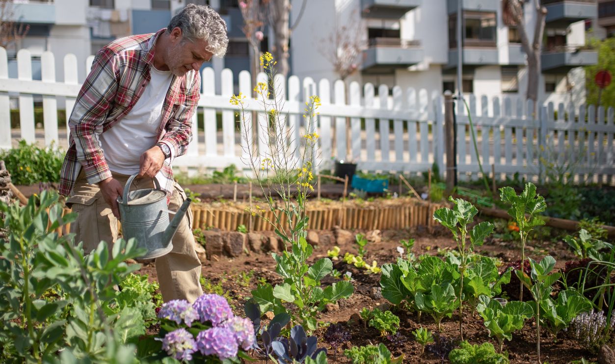 Senior man tending a vegetable garden in an urban setting, using a watering can