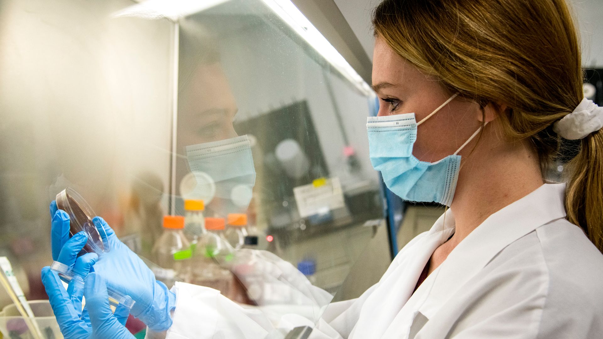Ph.D. student Samantha Howe purifies PCR samples from swine gut biomes. She is eliminating unwanted molecules in order to obtain clean genetic sequencing of bacteria present in the samples. (UA System Division of Agriculture photo by Fred Miller)