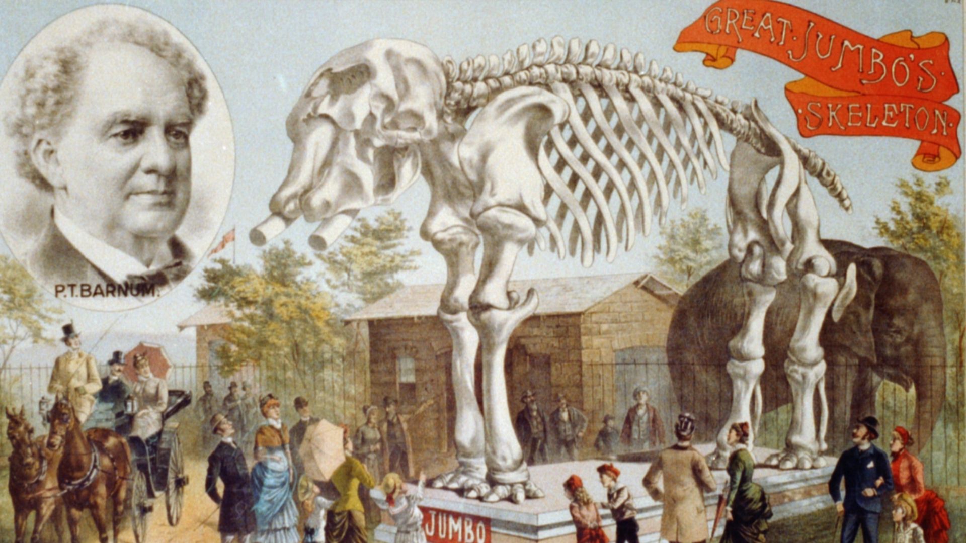 Jumbo - P. T. Barnum poster featuring Jumbo's skeleton.