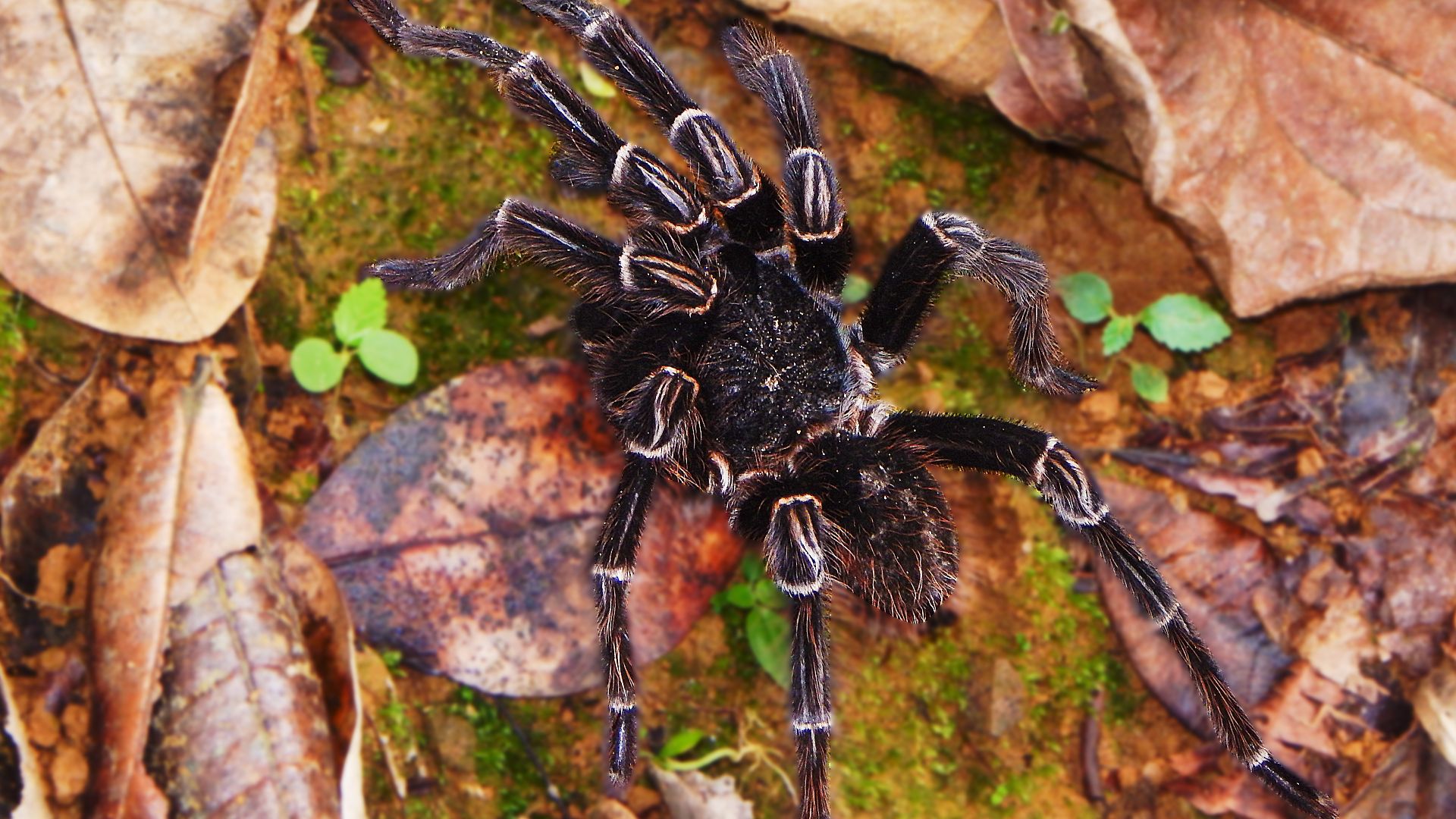 A specimen of the Theraphosidae family in the Sierra Nevada de Santa Marta (1,000 masl). Notable features include distinct light longitudinal bands on the legs and a dark, velvety body, revealing a morphological adaptation to a forest environment.