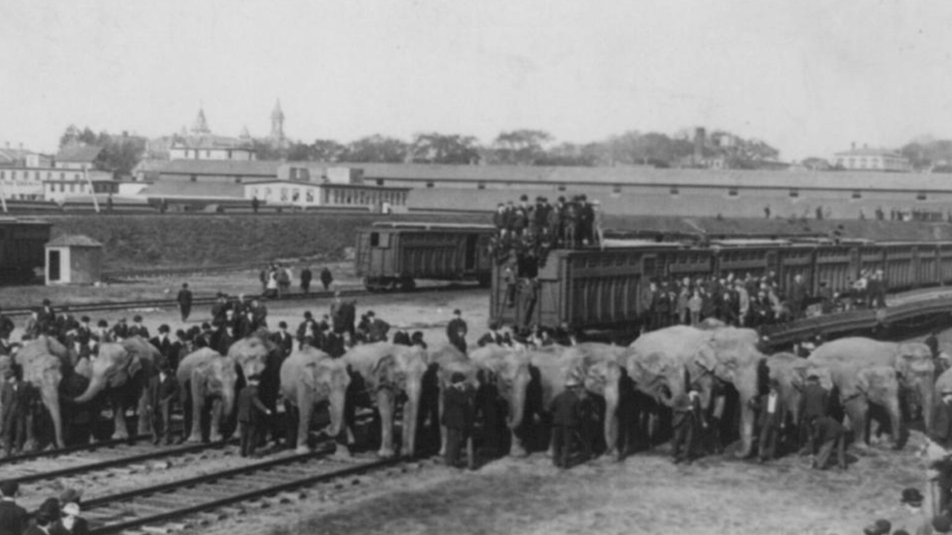Elephants from Ringling Bros. Circus, trains and crowd of people.