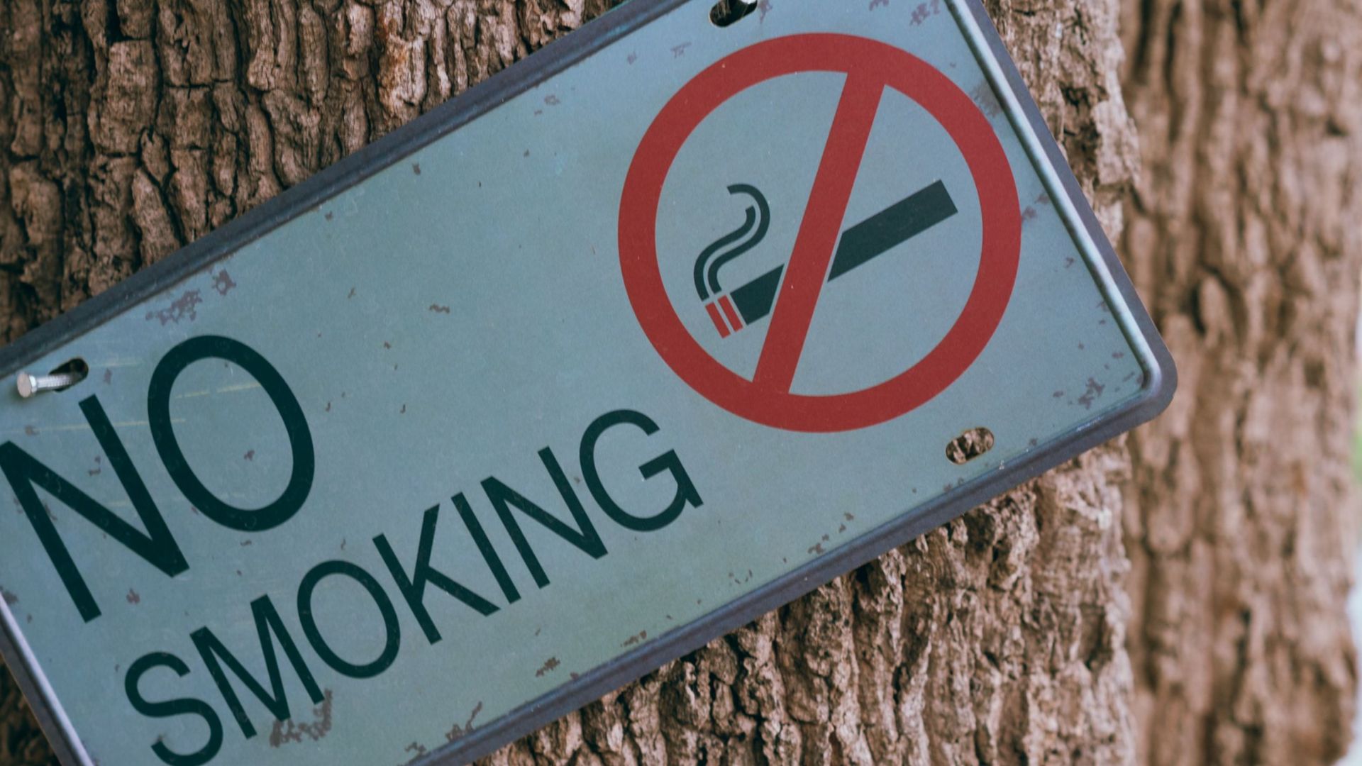 A No Smoking sign affixed to a tree trunk in an outdoor setting.