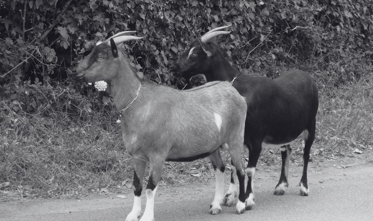 Goats