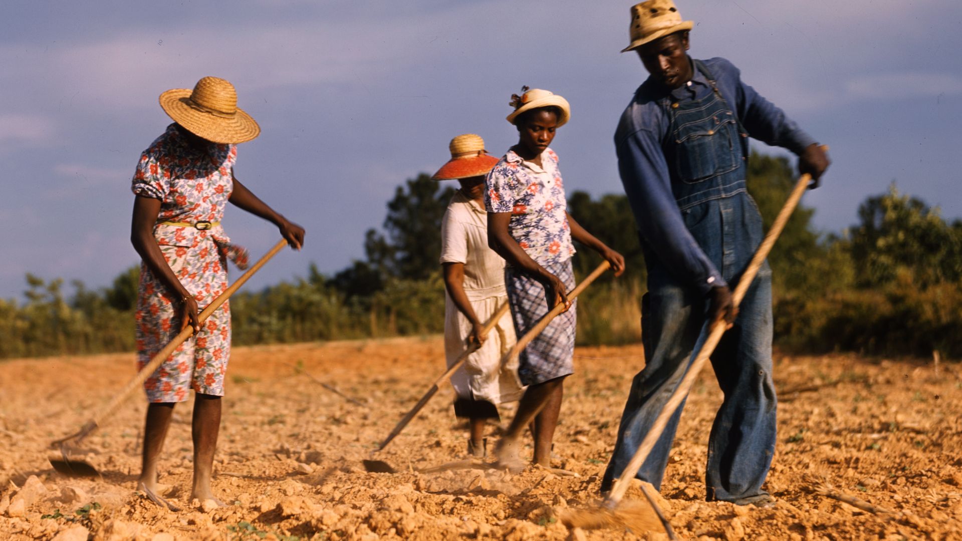 Farm Security Administration photo: chopping cotton Greene County Georgia 1941
