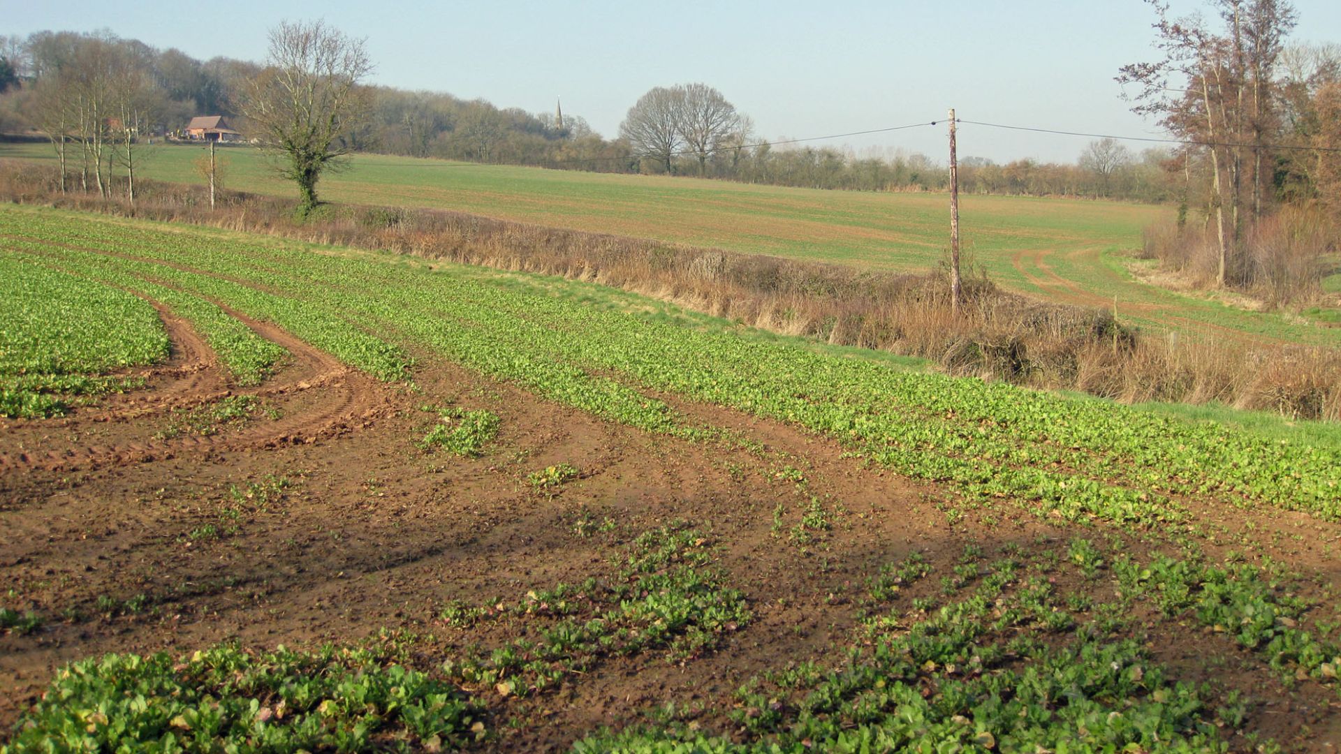 Agricultural land, Linton