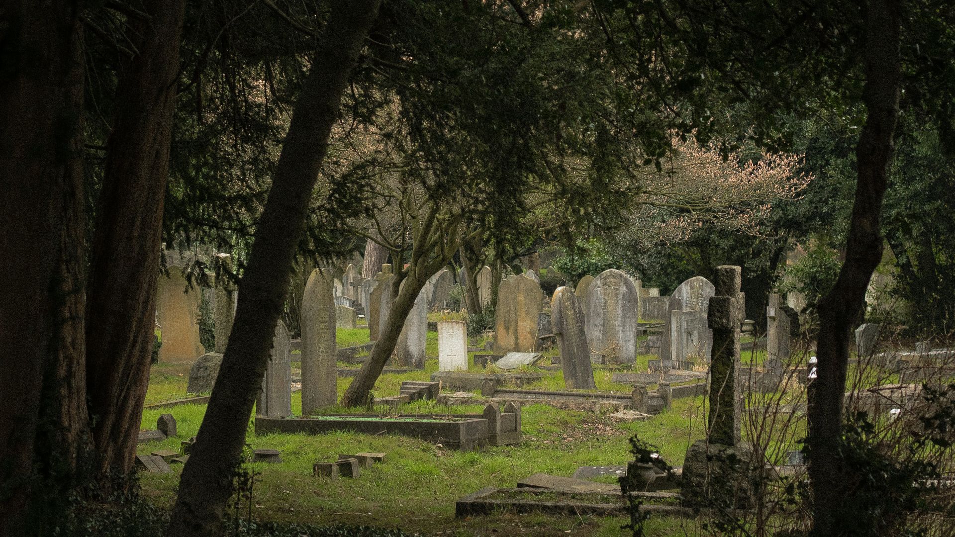 one perspective angle photo of graves