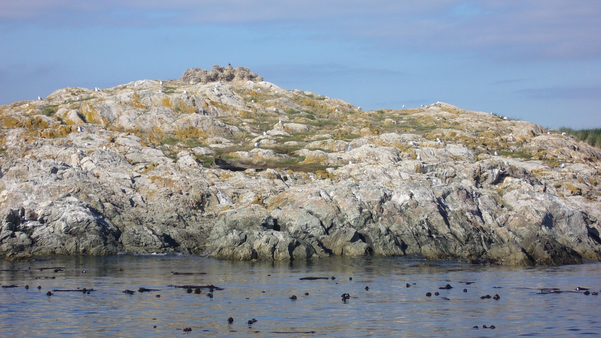 The haystack-like thing on the top is a cormorant's nest