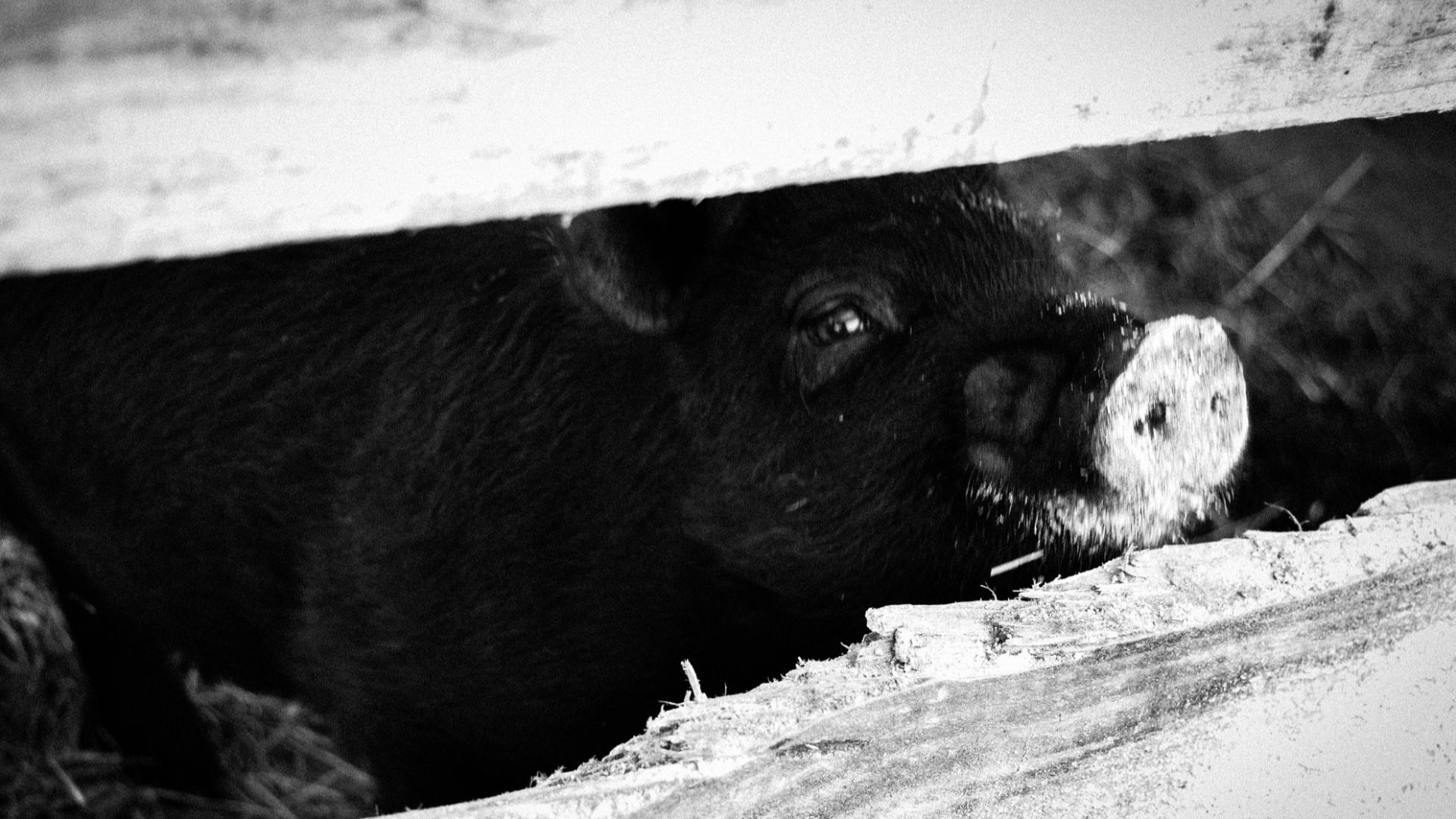 500px provided description: Black Pig [#winter ,#black and white ,#big ,#shy ,#black pig]