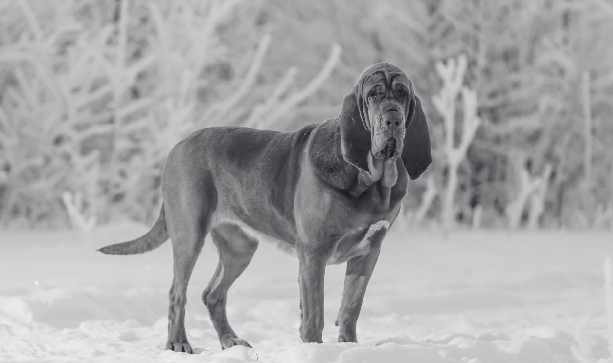 An adult bloodhound stands in the forest against a background of snow-covered trees