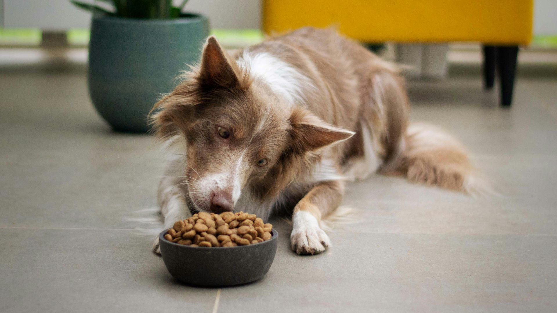 a brown and white dog eating food out of a bowl