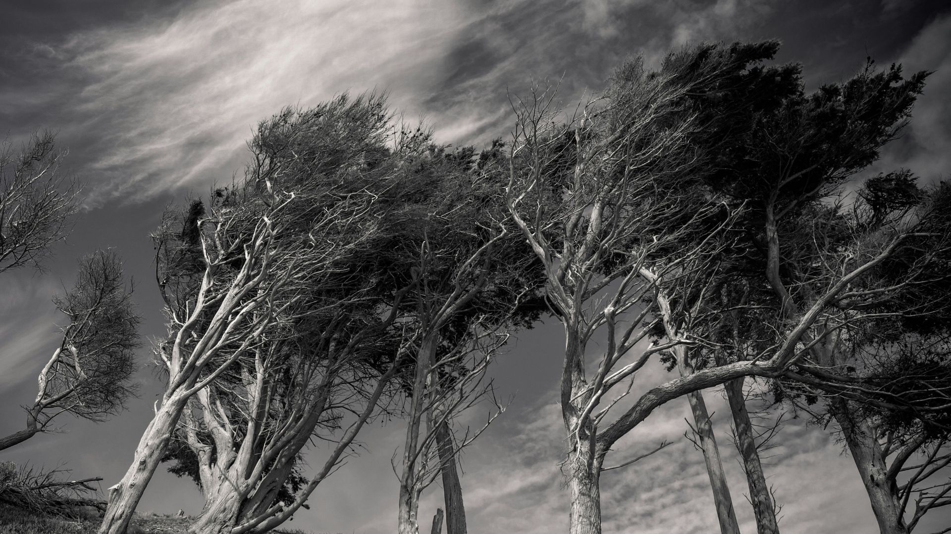 leafless tree on brown field under purple sky
