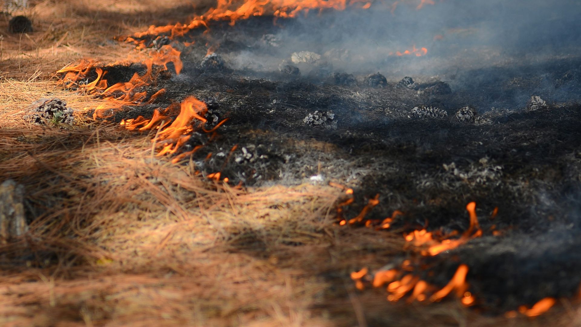 A fire is burning in the middle of a forest