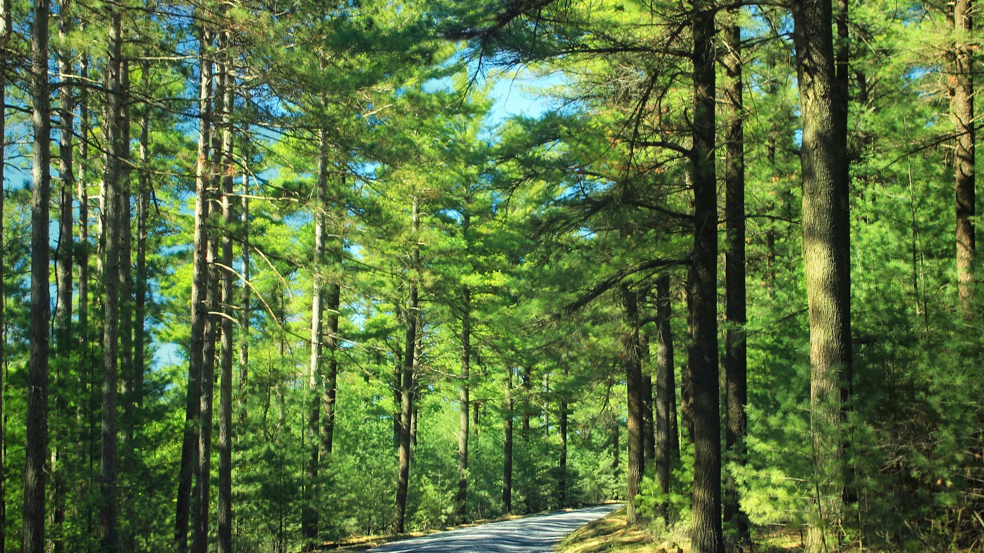 Pine Swamp Road, Bald Eagle State Forest, Centre County.
