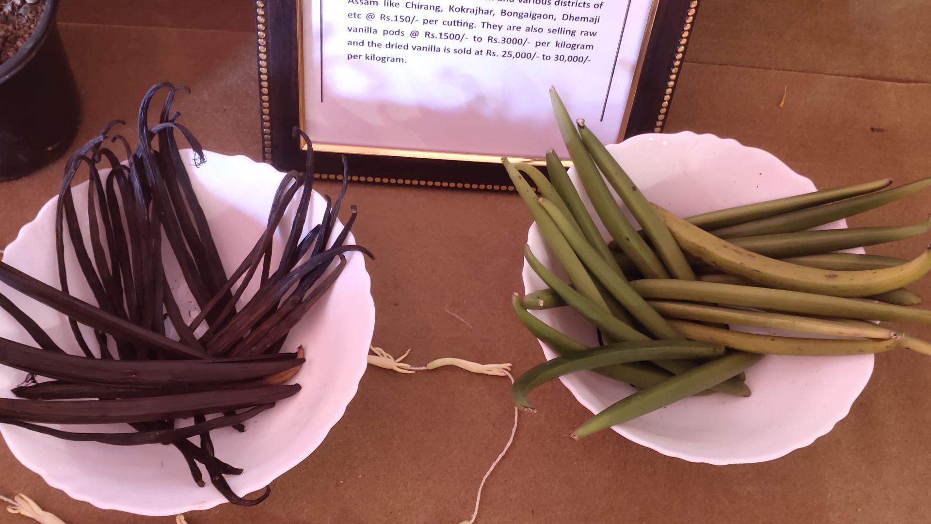 This is a Vanilla leaf from which vanilla is extracted and make vanilla value added products.
