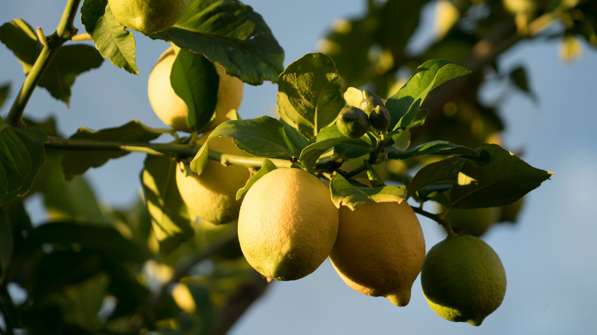 yellow round fruits on tree during daytime