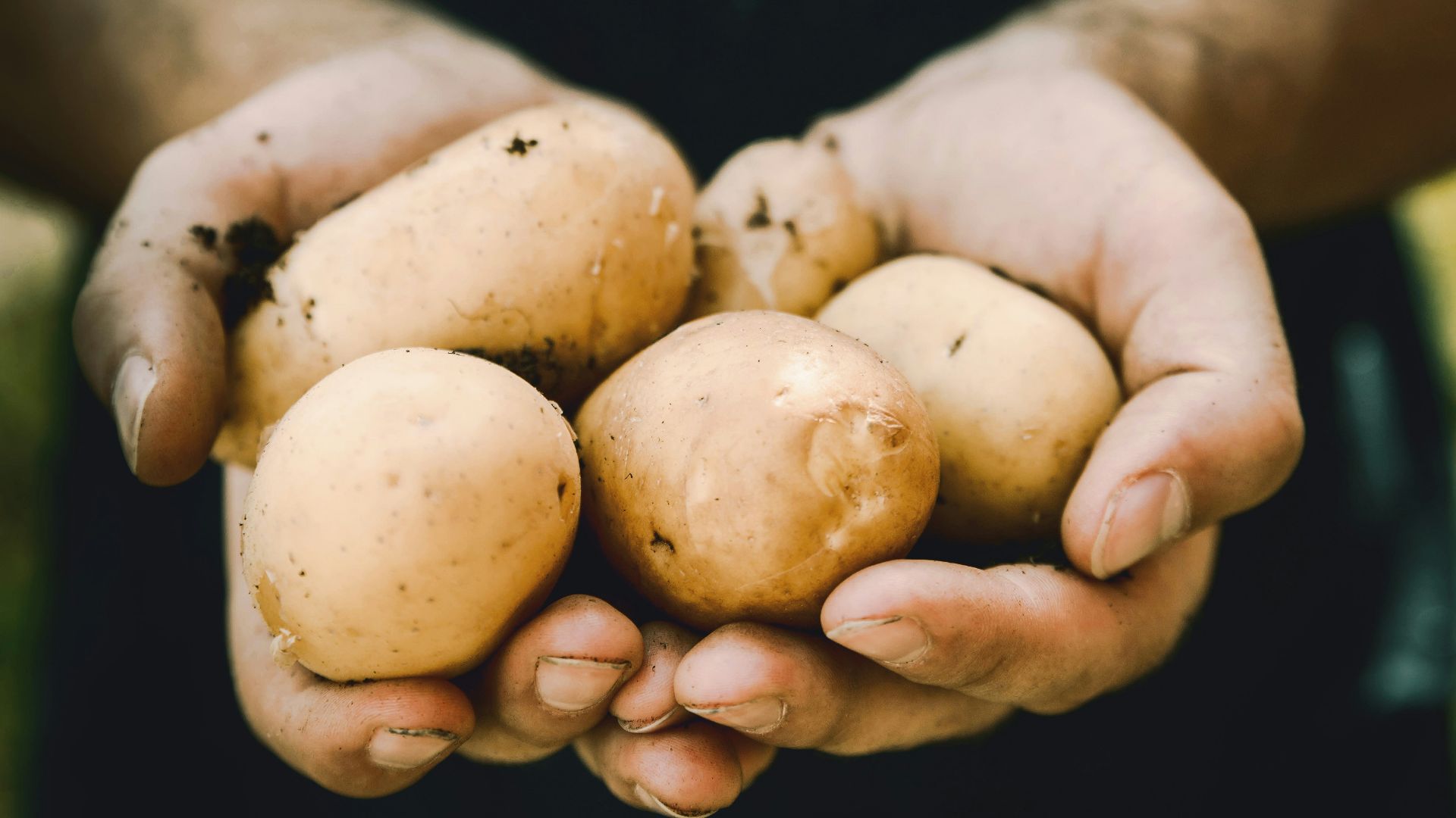 bunch of potatoes