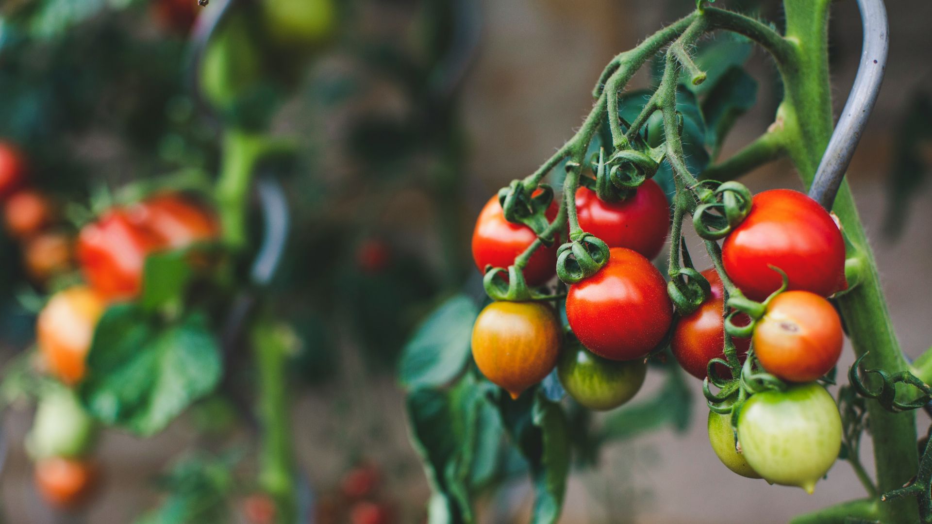 red and green oval fruits