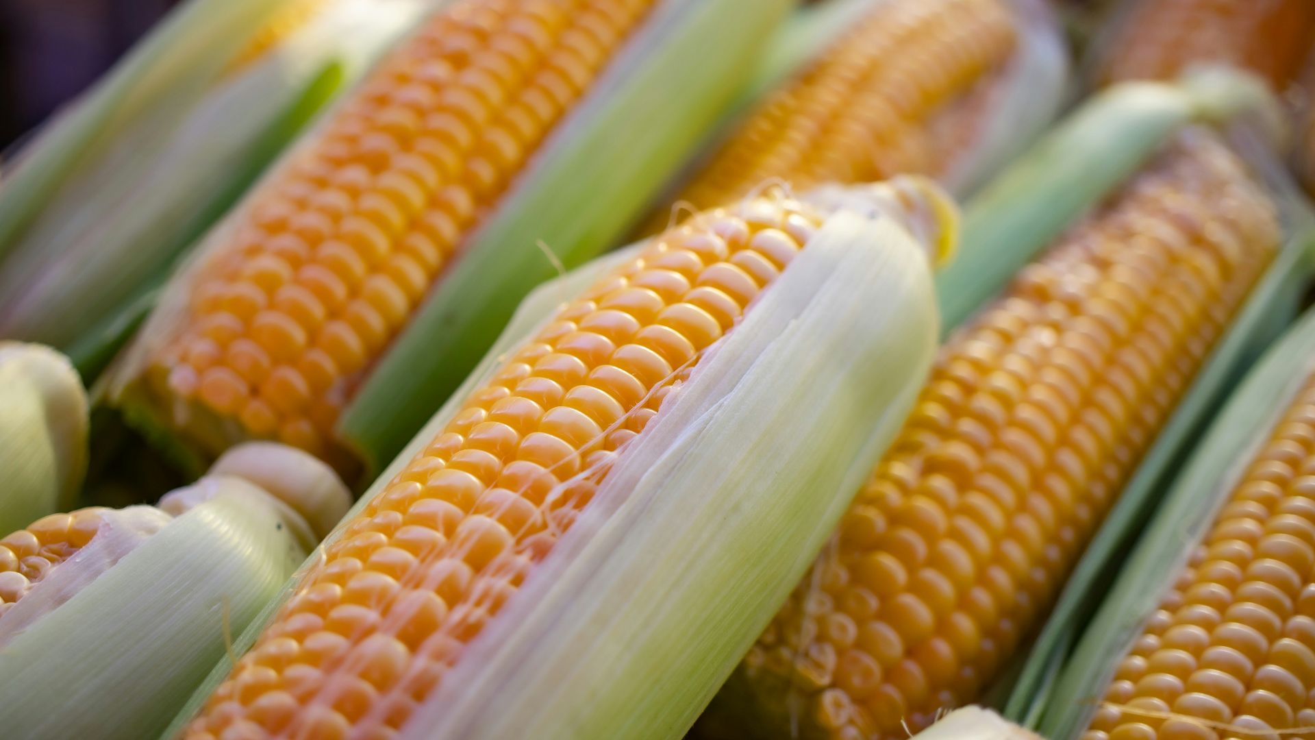 a close up of corn on the cob