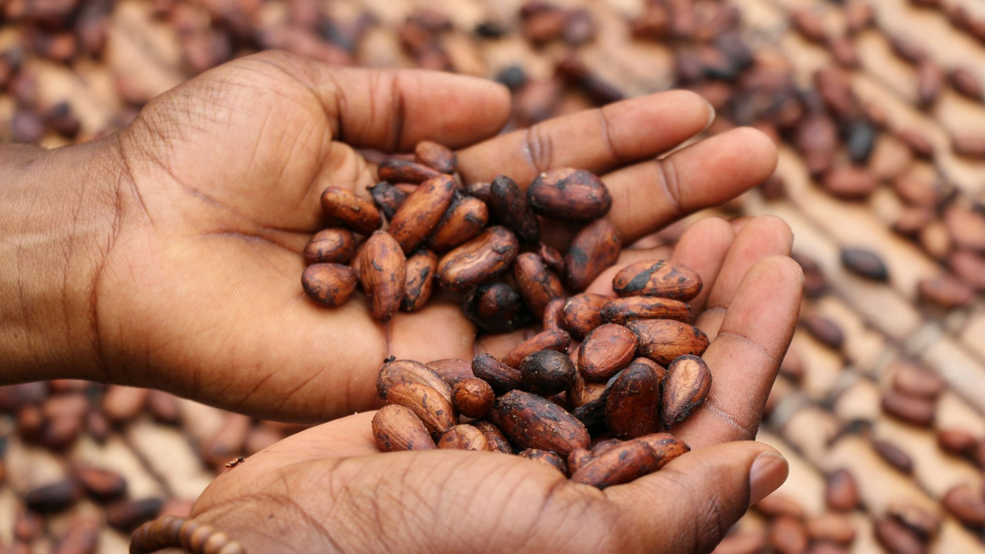 person holding brown and black seeds