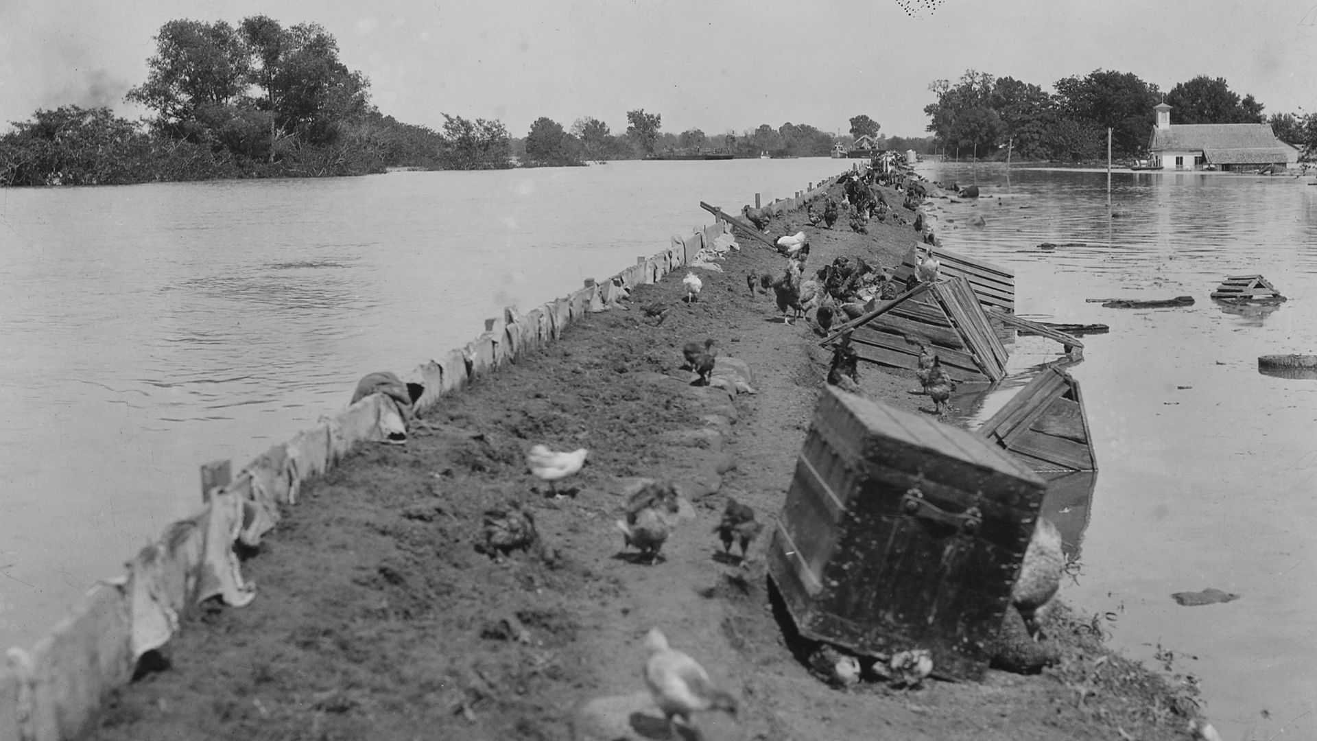 File:Poultry and livestock sit on levee out of floodwaters - NARA - 285965.jpg