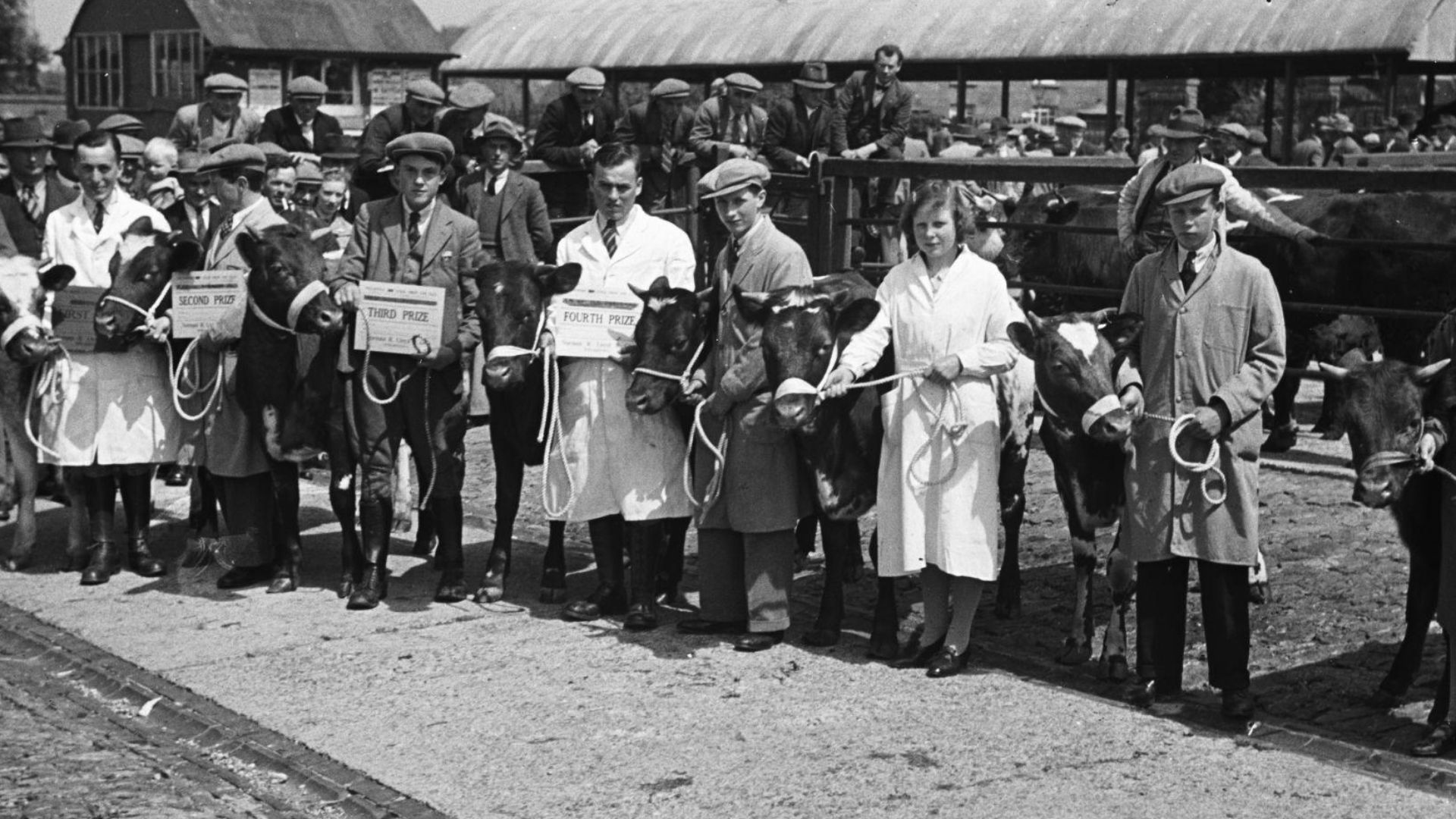 Sarn YFC Show, and Sale of Dairy Heifers at Welshpool Smithfield Livestock Market