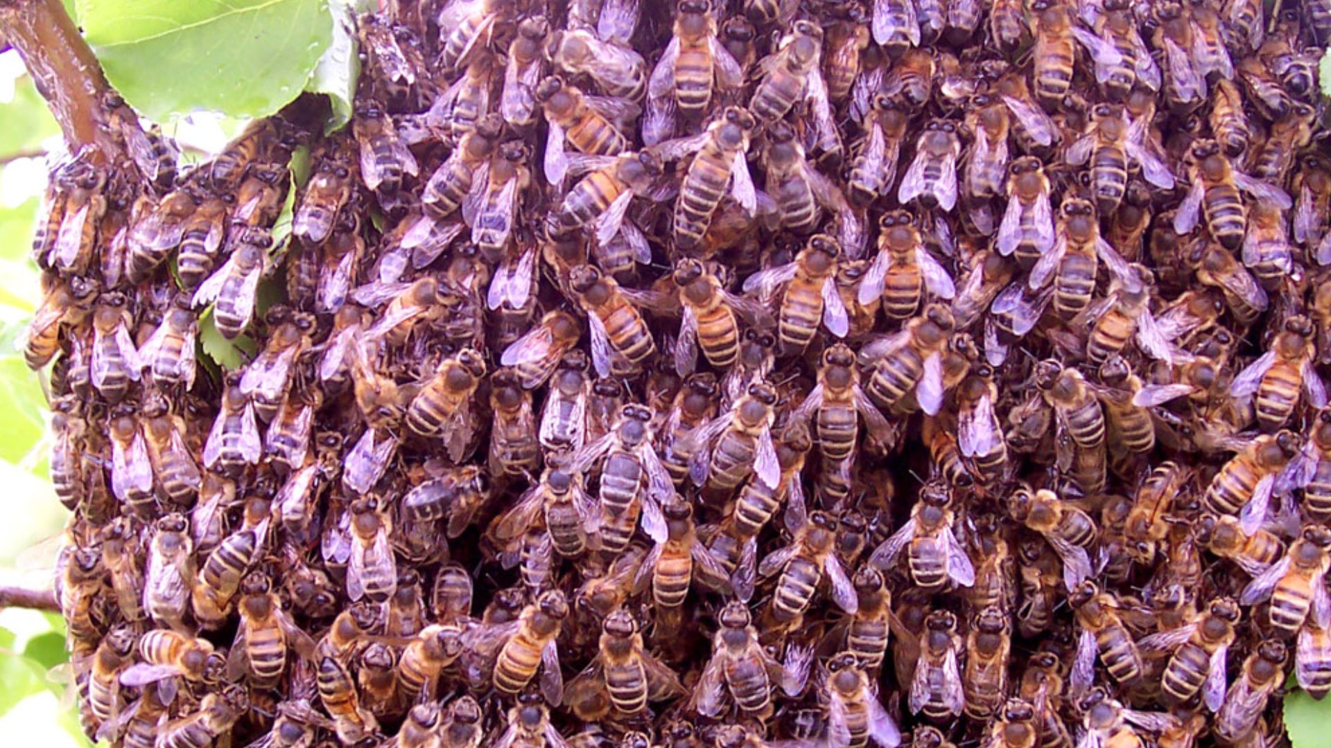 File:Bee swarm.jpg